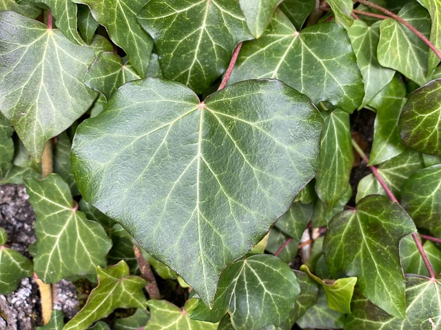 Free Ivy Heart photo and picture