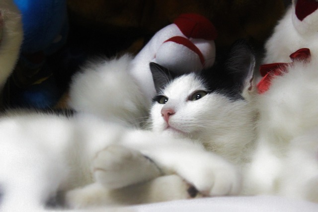 Free Cat Feline photo and picture
