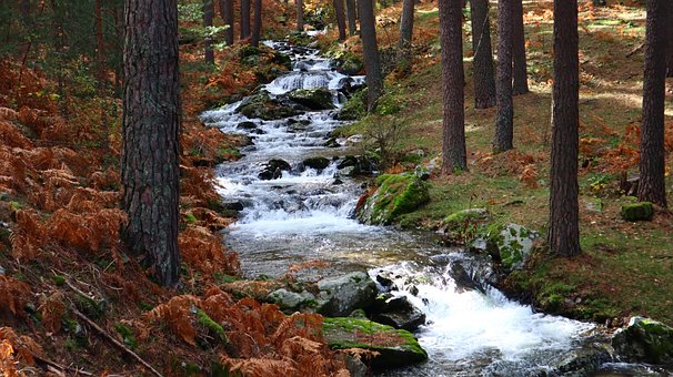 Free Autumn Foliage photo and picture