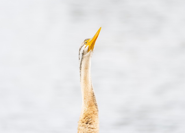 Australasischer Schlangenhalsvogel