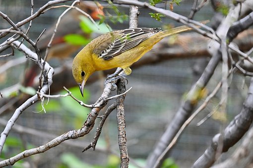 Pirol, Vogel, Natur, Tierwelt, Gelb