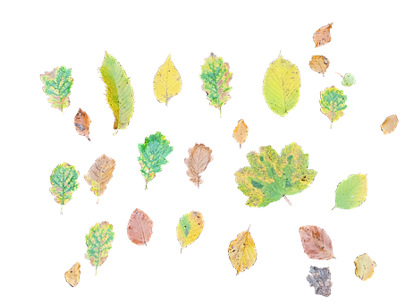 Efterår, Blade, Natur, Gennemsigtig