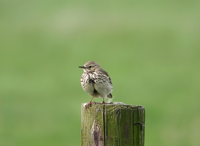 Free Skylark Songbird photo and picture