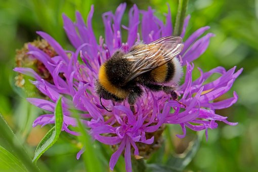 Bi, Humle, Blomst, Natur, Stribet, Sort