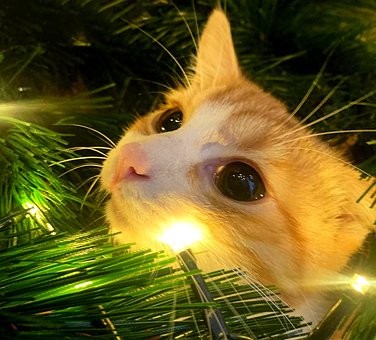 Kerstboom, Kerstavond, Natuur