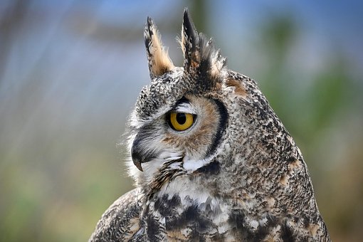 Eule, Große, Ehrenwerte Eule, Raubvogel