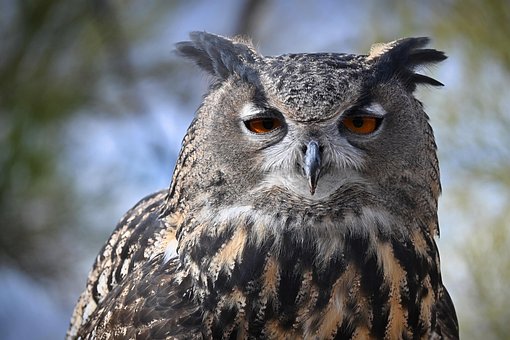 Eule, Vogel, Raubvogel, Natur, Tierwelt