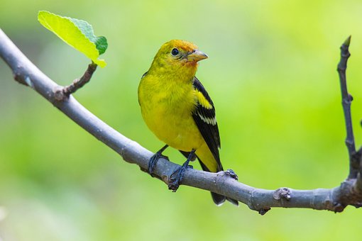 Free Bird Nature photo and picture