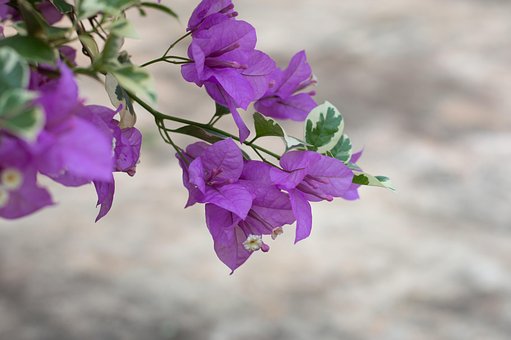 Free Background Flower photo and picture