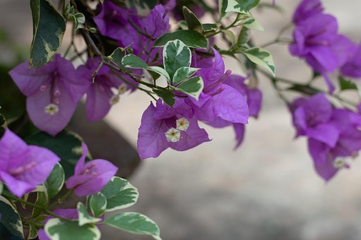 Free Background Flower photo and picture