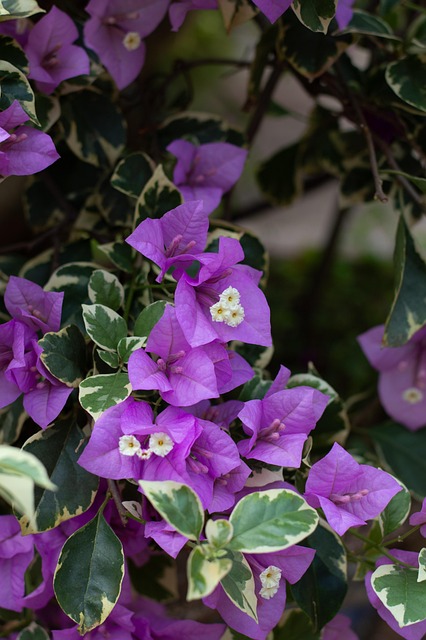 Free Background Flower photo and picture