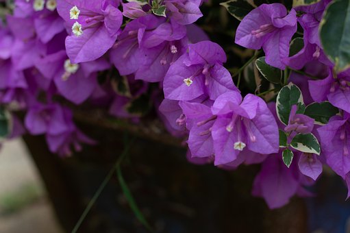 Free Background Flower photo and picture