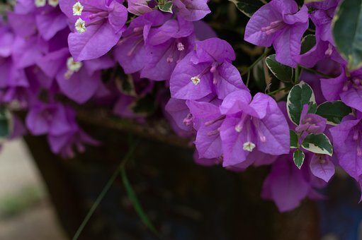 Free Background Flower photo and picture