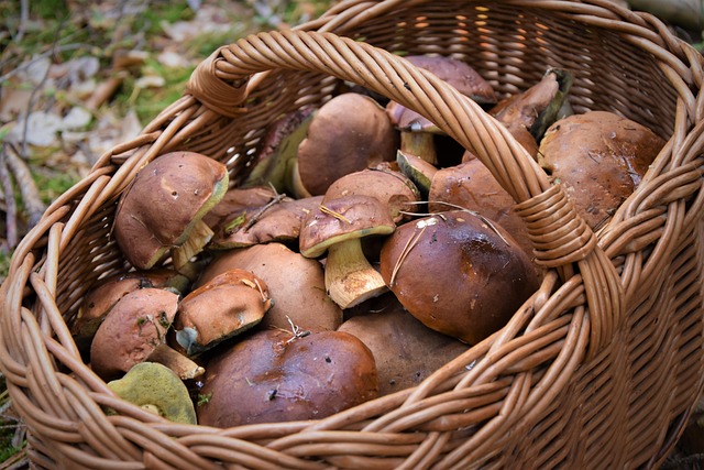 Free Mushrooms Collect photo and picture