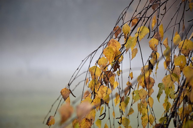 Free Fog Autumn Mood photo and picture