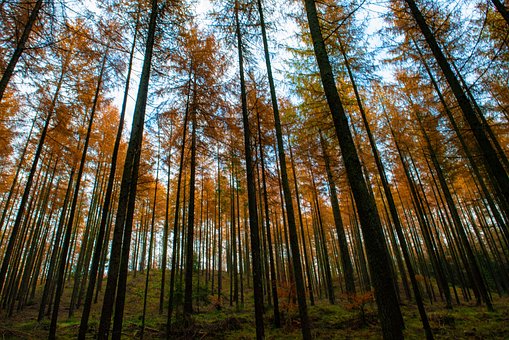 Free Trees Autumn photo and picture