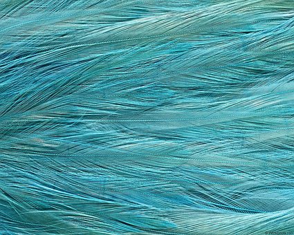 Free Blue Nature photo and picture
