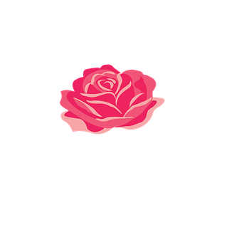 Rosa, Flor, Jardín, Primavera, El Verano