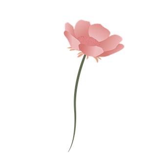 Flor, Flor Rosa, Bloom, Naturaleza