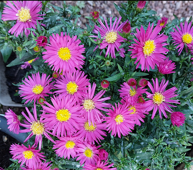 Aster, Blomster, Have, Symmetri, Efterår