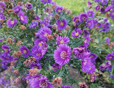 Symmetri, Have, Aster, Lilla, Blomster