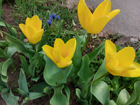 Tulipaner, Gul, Blomster, Forårstid