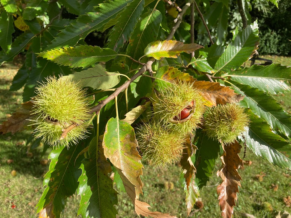 Kastanye Kastanye Chestnut Manis Tanaman - Foto gratis di Pixabay - Pixabay