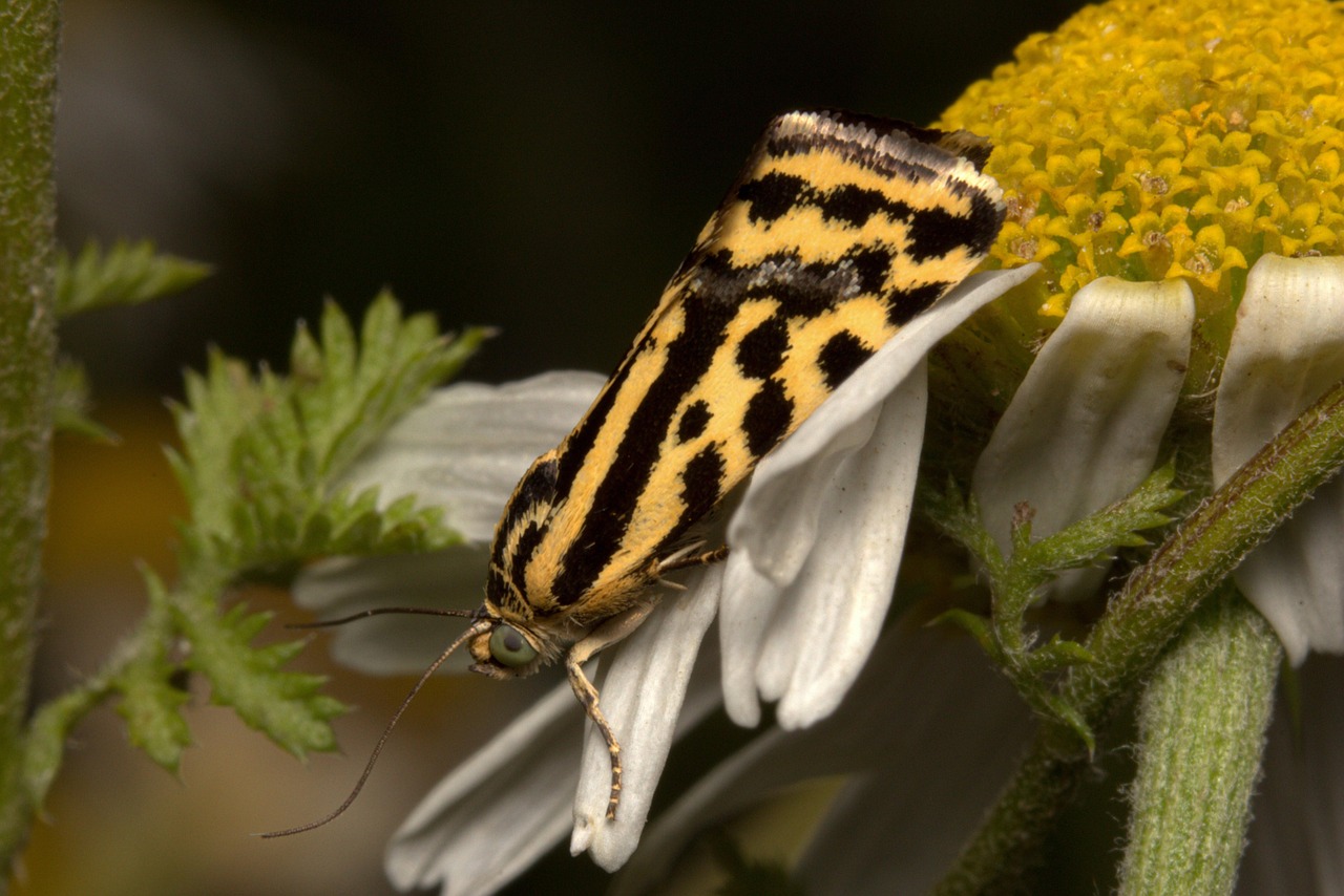 Acontia Trabealis Emelia Foto Gratis Di Pixabay Pixabay