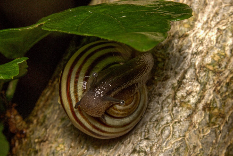 Escargot Macro Maison - Photo gratuite sur Pixabay - Pixabay
