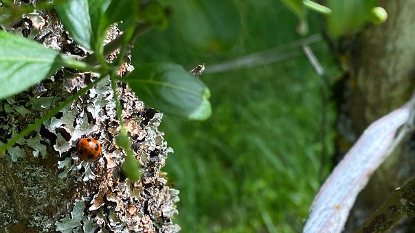 Mariquita, Escarabajo, Insecto