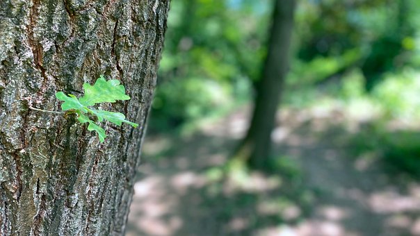 Árbol, Naturaleza, Paisaje, Bosque