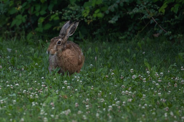 Free Rabbit Bunny photo and picture