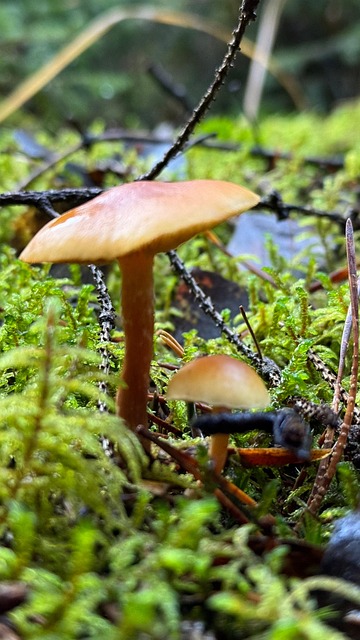 Free Mushroom Mushrooms photo and picture