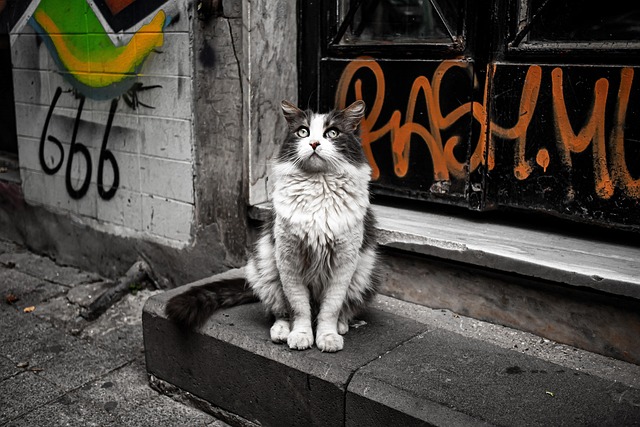 Free Cat Pet photo and picture