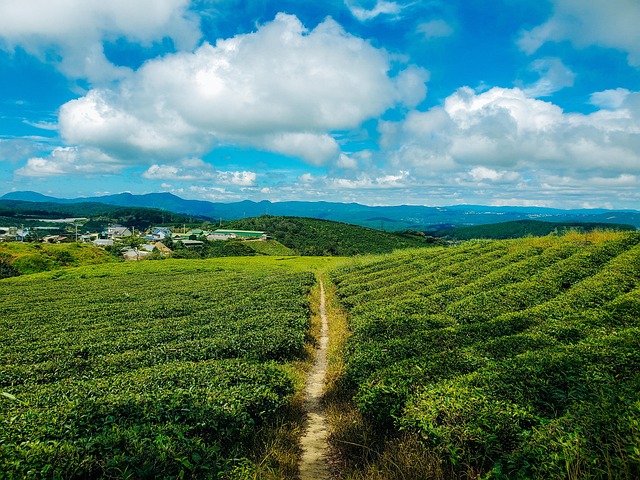 Free Da Lat God photo and picture
