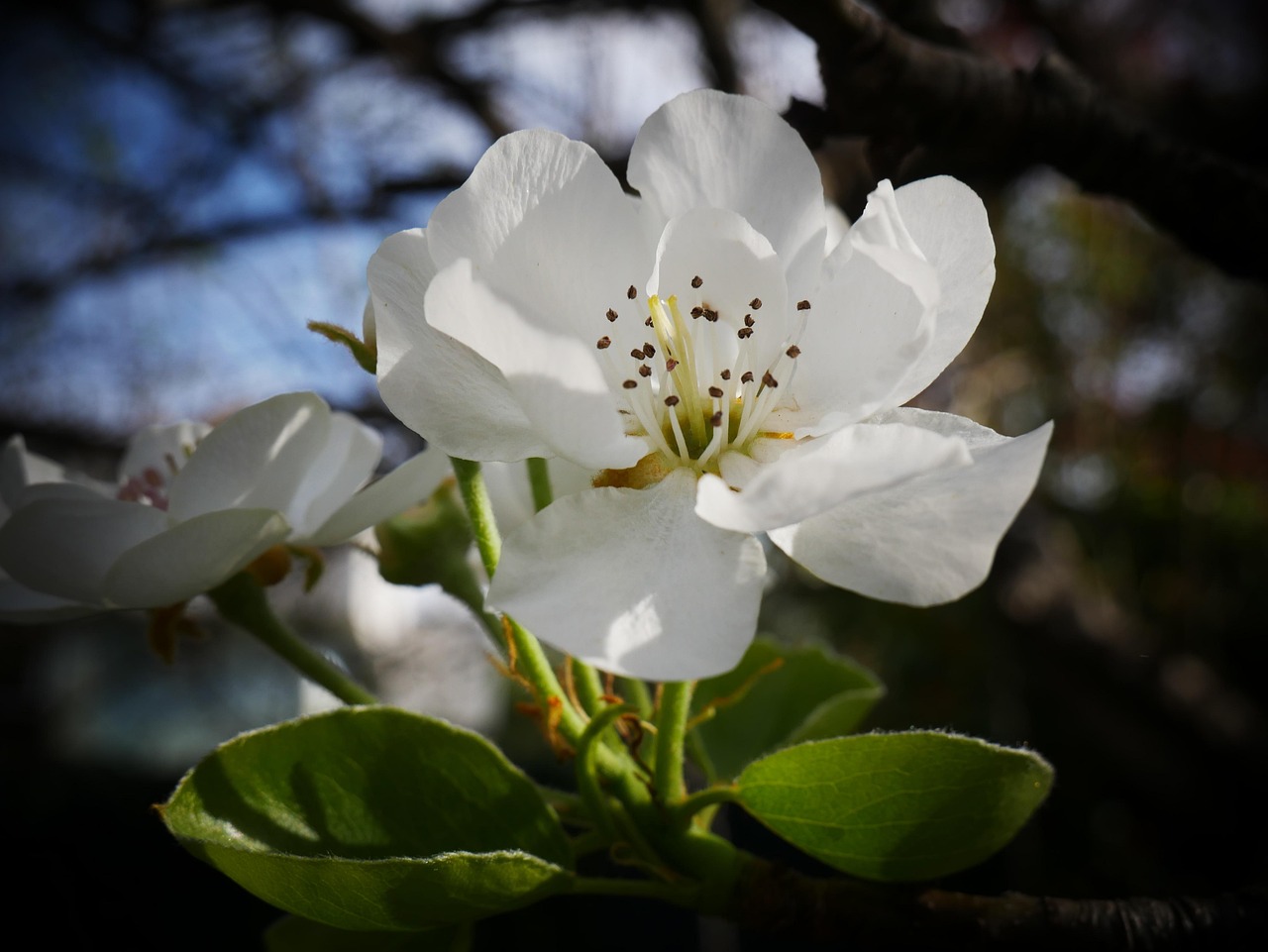 Pear Blossom Flower - Free photo on Pixabay