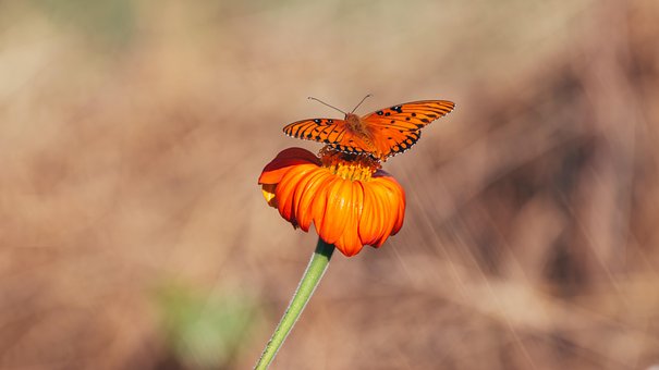 Orange Blomst, Sommerfugl, Bestøvning