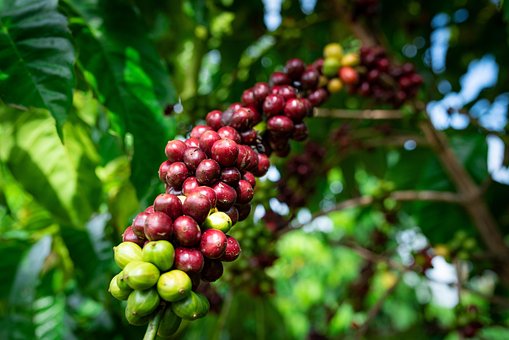 Free Coffee Tree Coffee Beans photo and picture