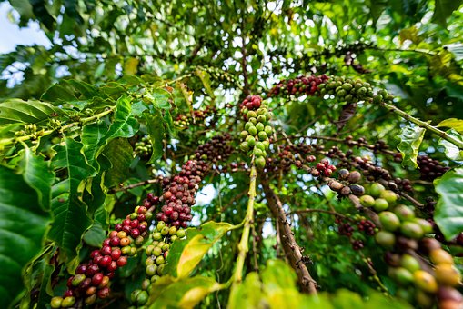 Free Coffee Tree Coffee Beans photo and picture