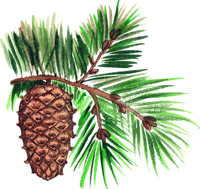 Free pine cone nature green branch illustration