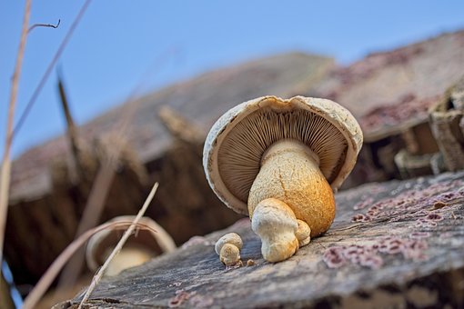 Houba, Podzim, Příroda, Kmen Stromu