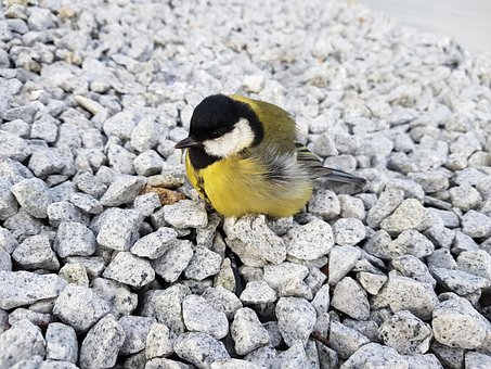 Free Great Tit Bird photo and picture