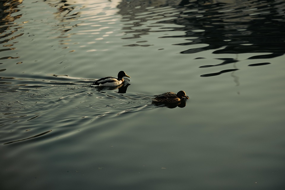 Ducks Wildlife Ripples - Free photo on Pixabay - Pixabay