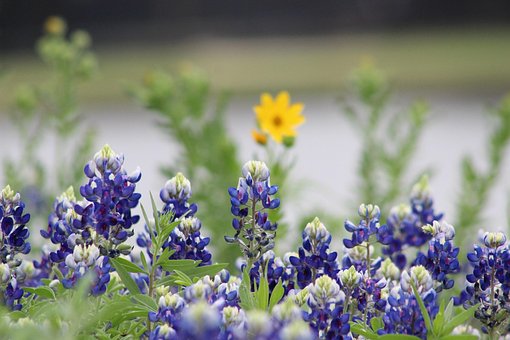 Flores, Bluebonnets, Flores Silvestres