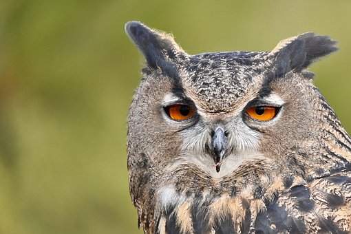 Eule, Vogel, Tier, Raubvogel, Tierwelt
