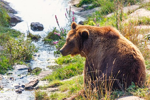 Brown, Beer, Rivier, Dieren In Het Wild