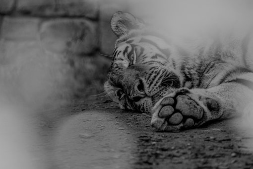 Tijger, Dier, Dieren In Het Wild