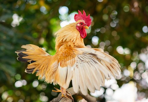 Free Chicken Bird photo and picture