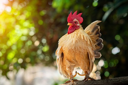 Free Chicken Bird photo and picture