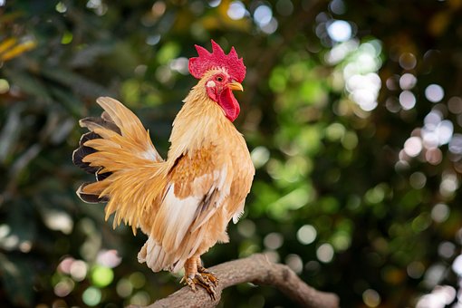 Free Chicken Bird photo and picture